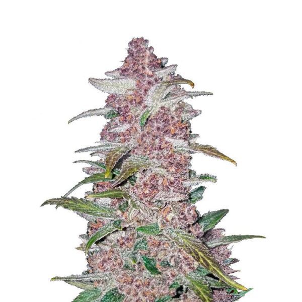 blue dream cogollo