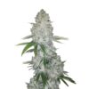 gorilla glue cogollo