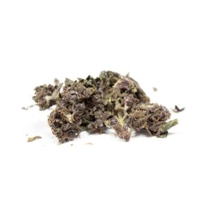 purple-haze-buds