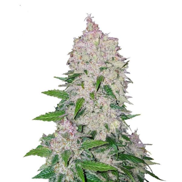 stardawg cogollo