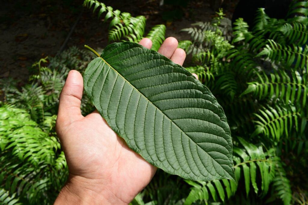 efectos del kratom