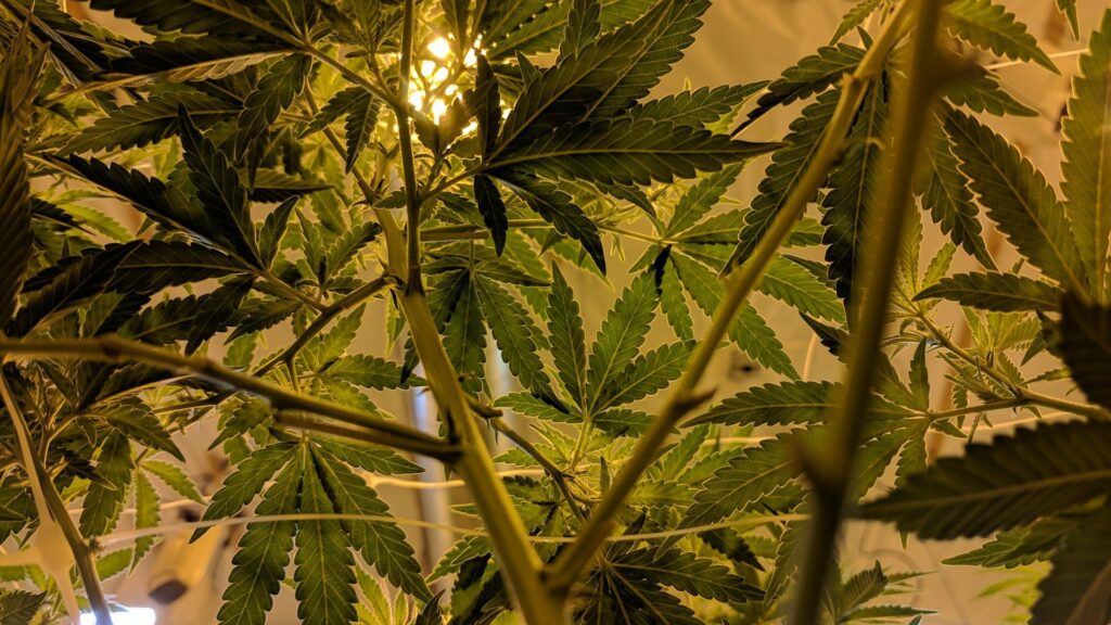 cultivar marihuana