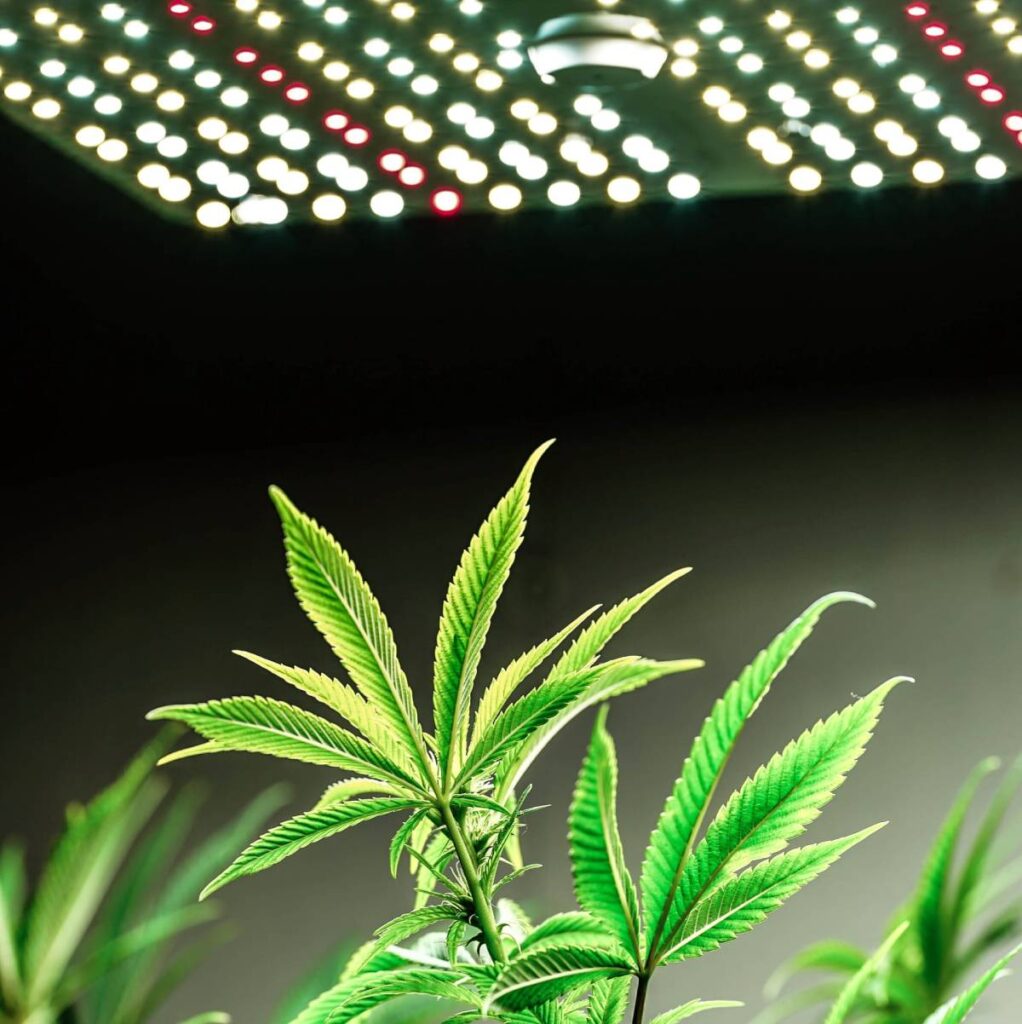 cuando cultivar marihuana