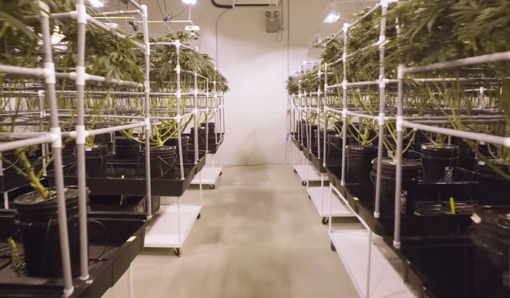 cultivo de marihuana hidroponico 1