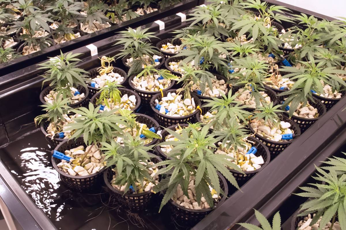 cultivo hidroponico de cannabis