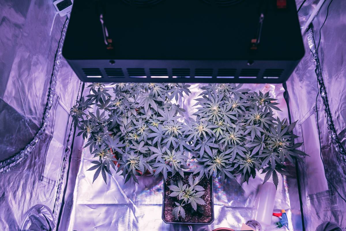 cultivo interior cannabis economico