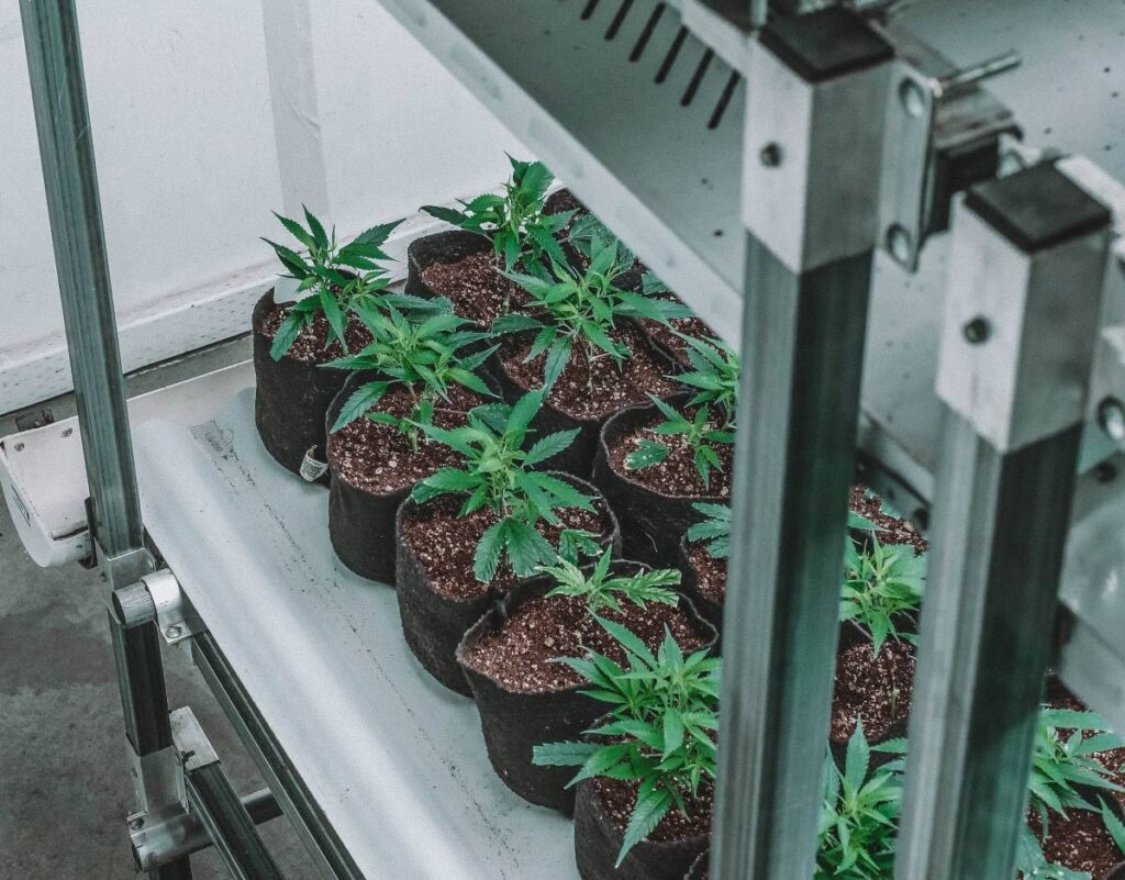 marihuana cultivo interior