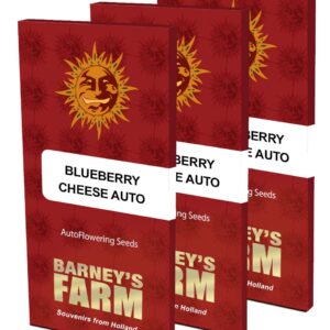 blueberry cheese auto packet large seeds