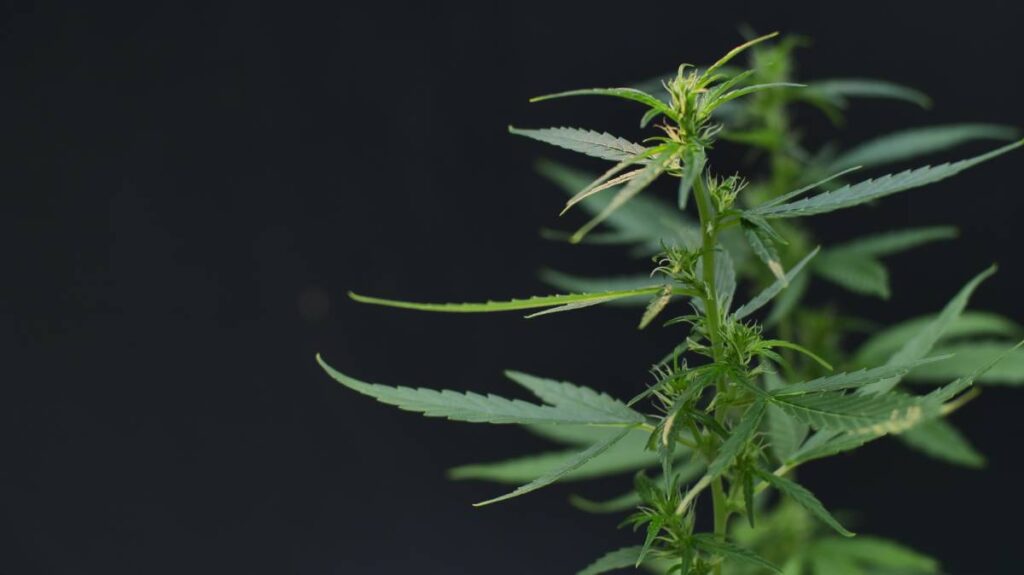 cultivar marihuana, fase de floración