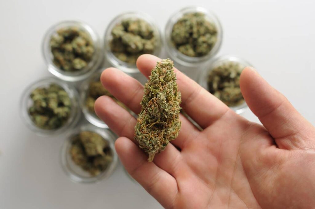 curado de marihuana