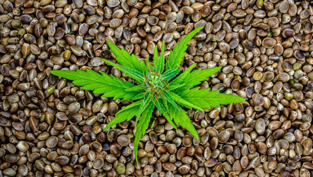 germinar semilla marihuana