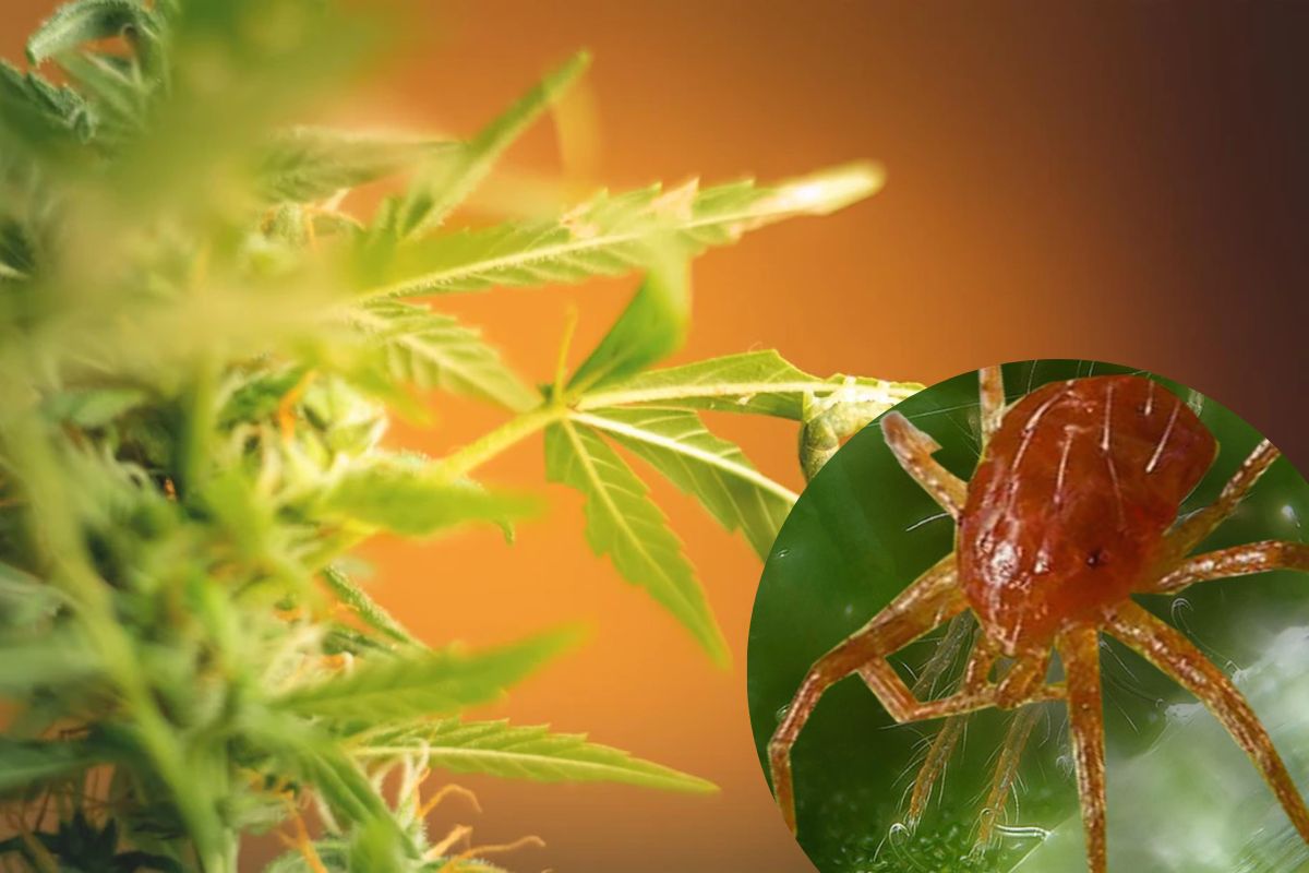Como combatir araña roja