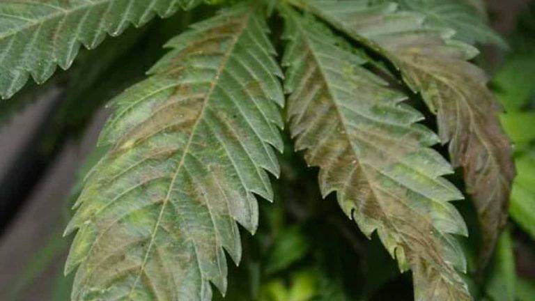 manchas negras hojas cannabis