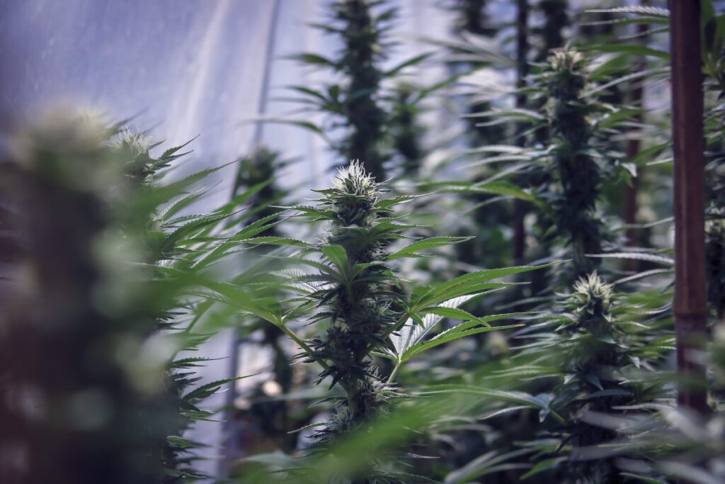 cultivar marihuana sativa