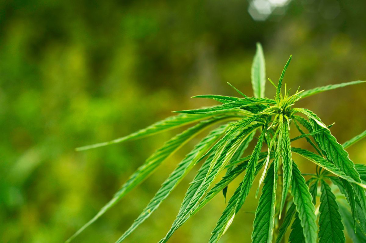 Plantas de cannabis sativa
