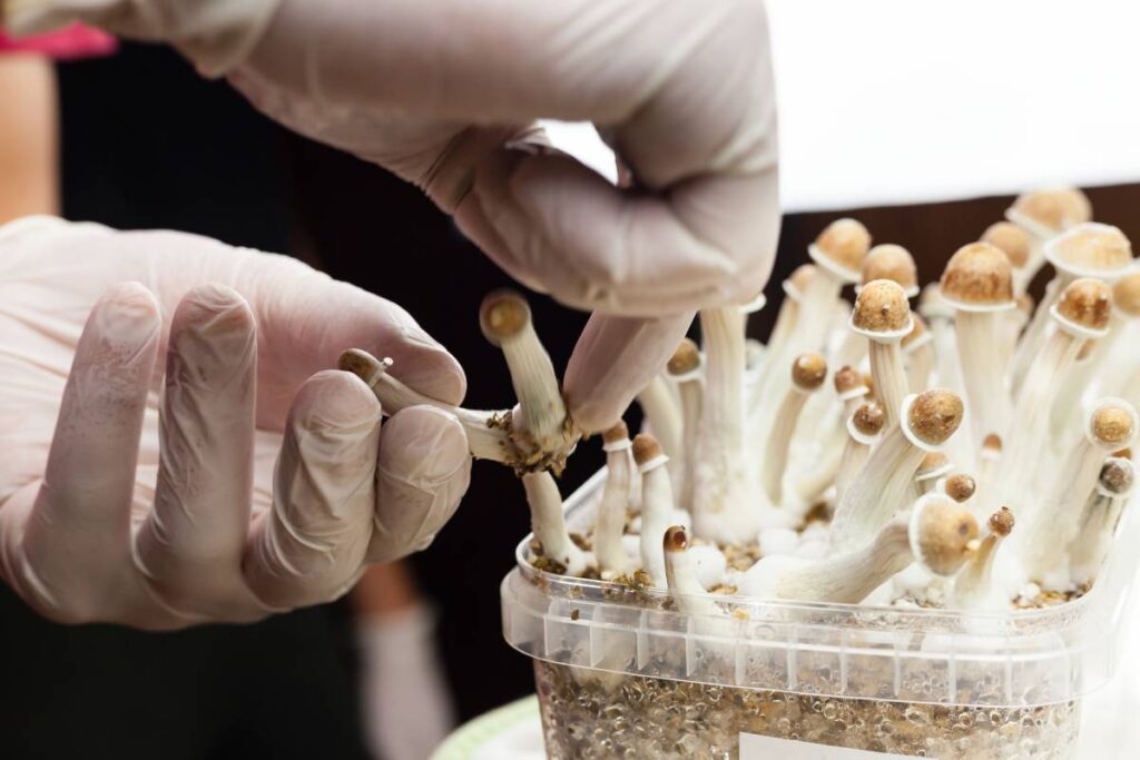 Harvesting Magic Mushrooms