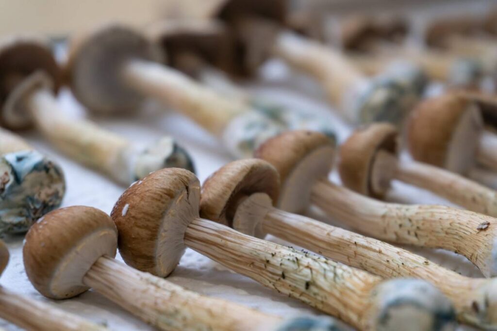 Drying Magic Mushrooms