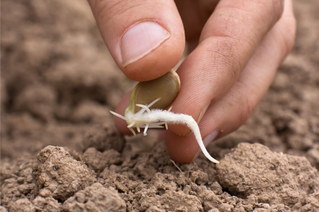 germinar semillas de marihuna
