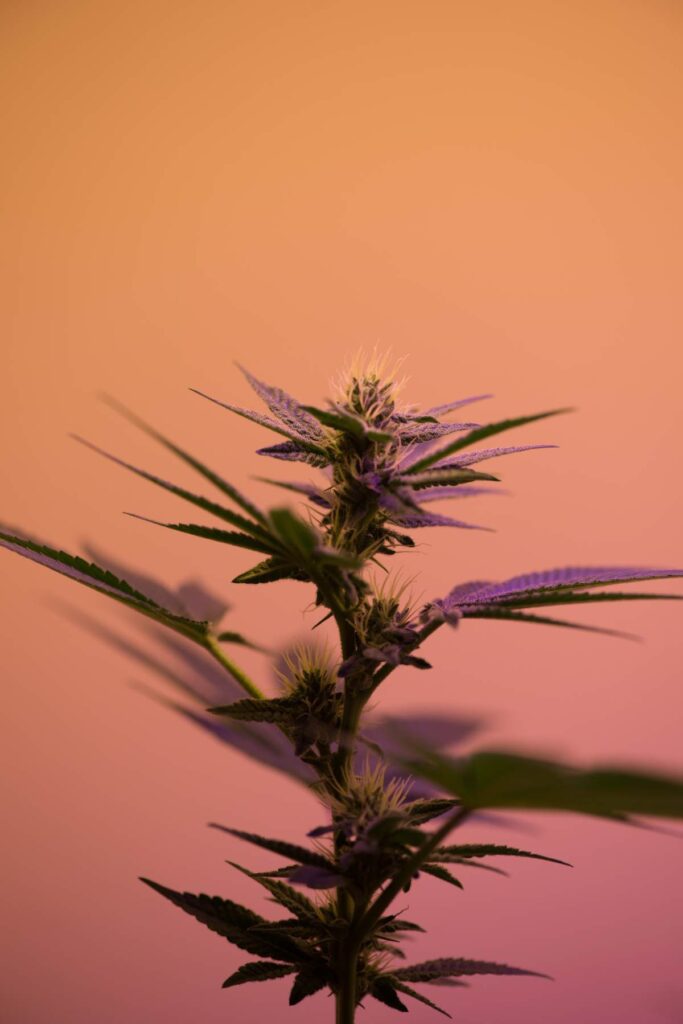 Focos LED Cultivo Interior Marihuana ☑️ Mejores Precios