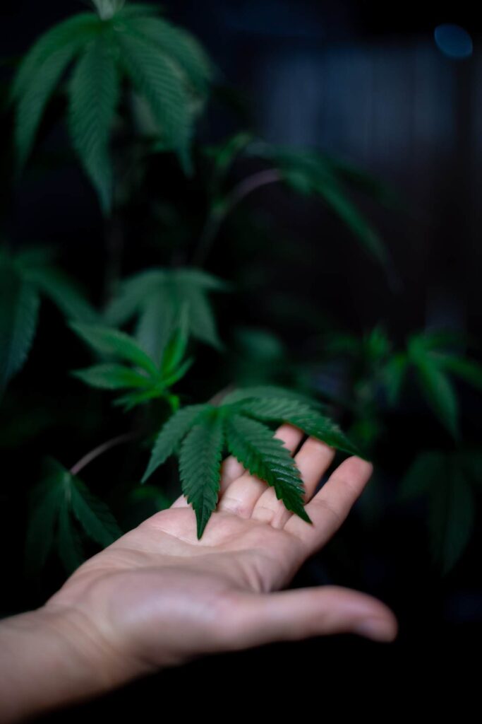 exceso de fosforo en plantas de marihuana