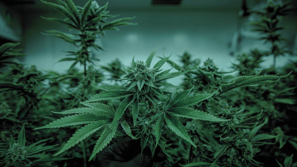 frio en cultivos de marihuana