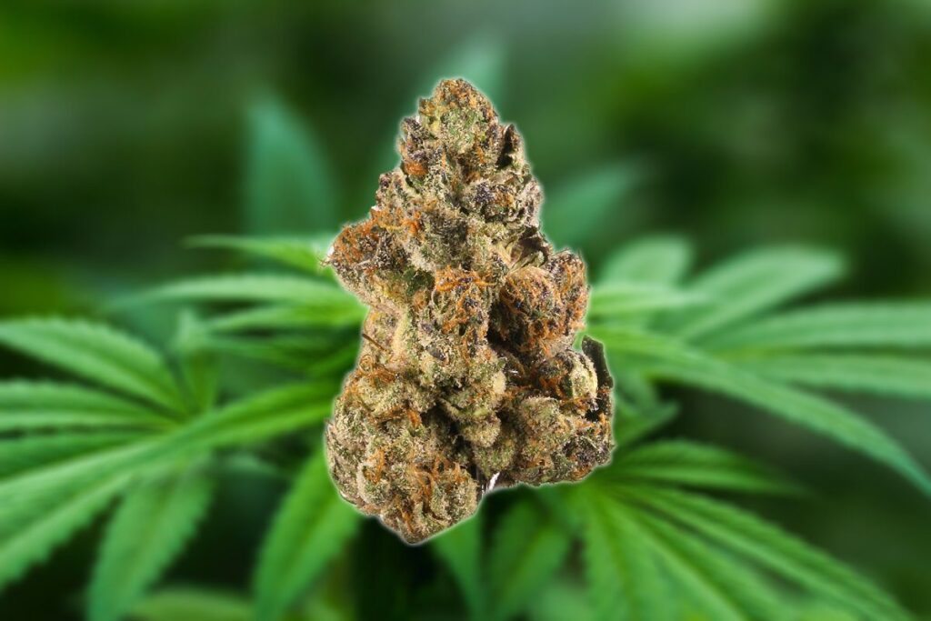 Variedad de cannabis Gelato weed
