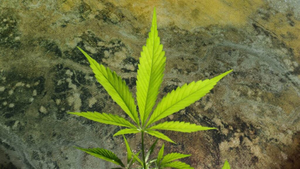 marihuana con moho