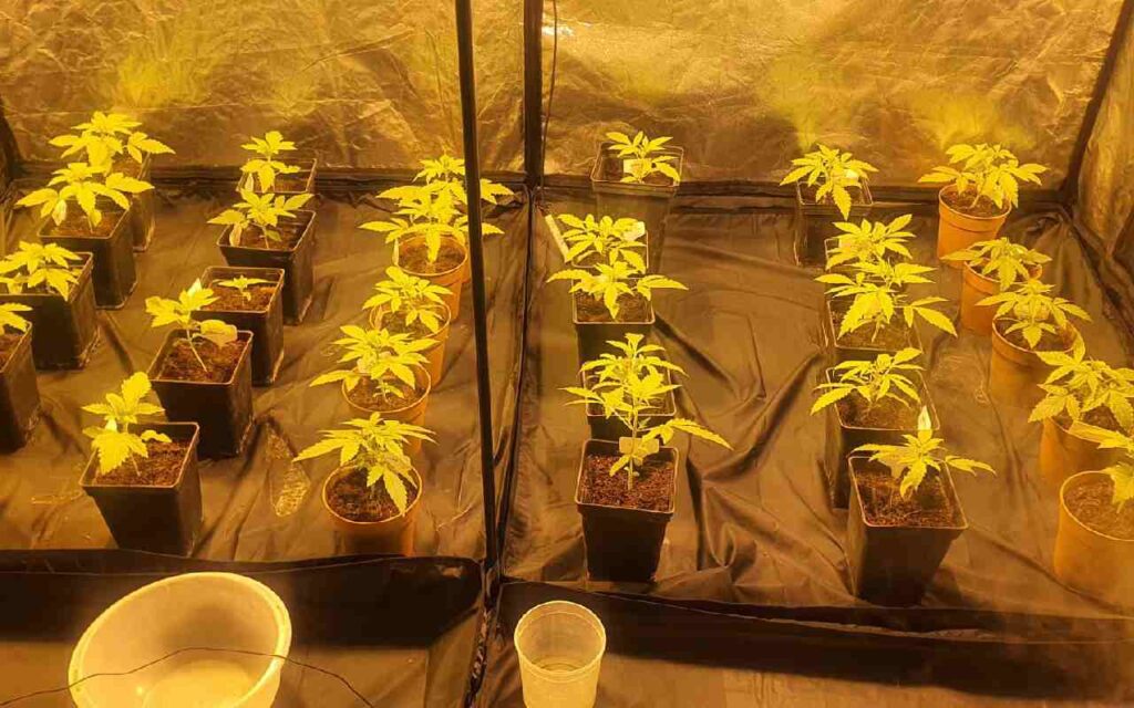 semillas de marihuana para cultivo interior