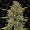 Acapulco Gold