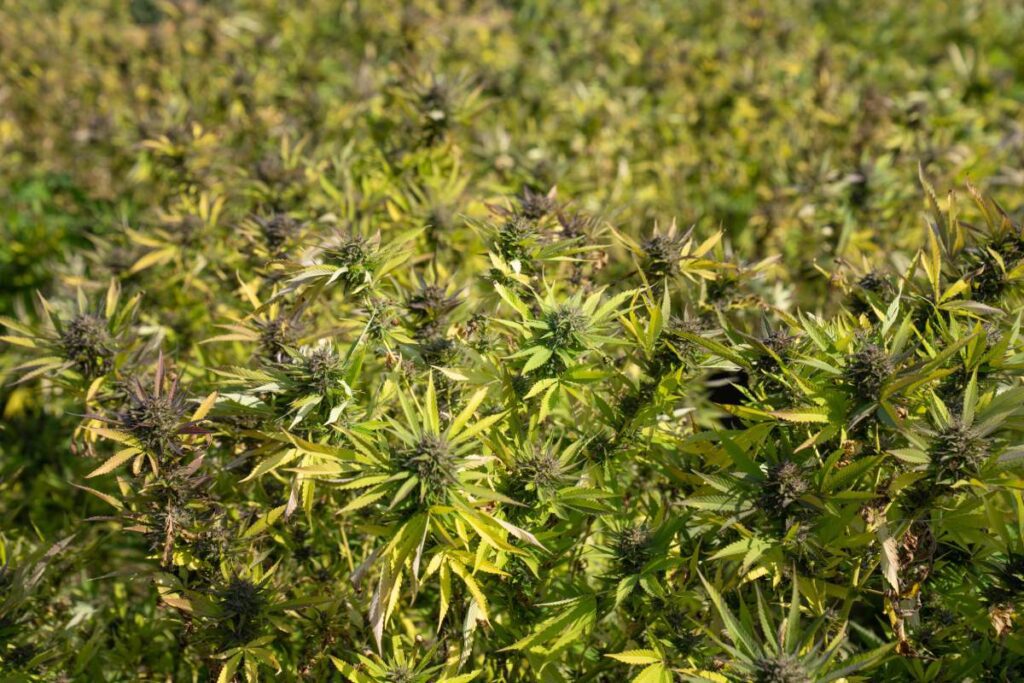 cultivar cannabis en macetas o tierra