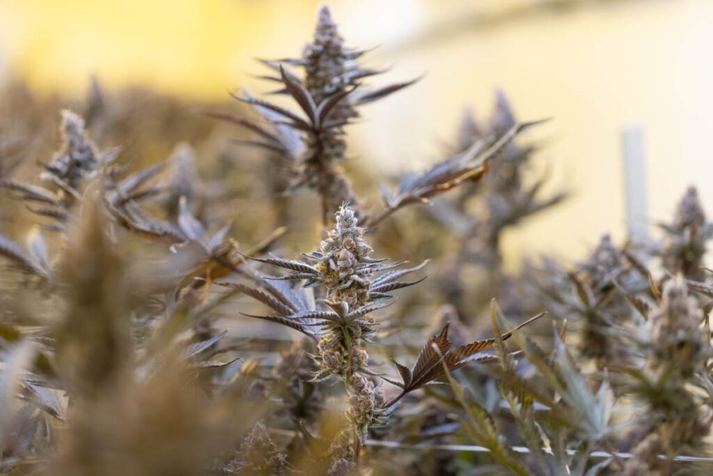 cultivar cannabis en macetas o tierra