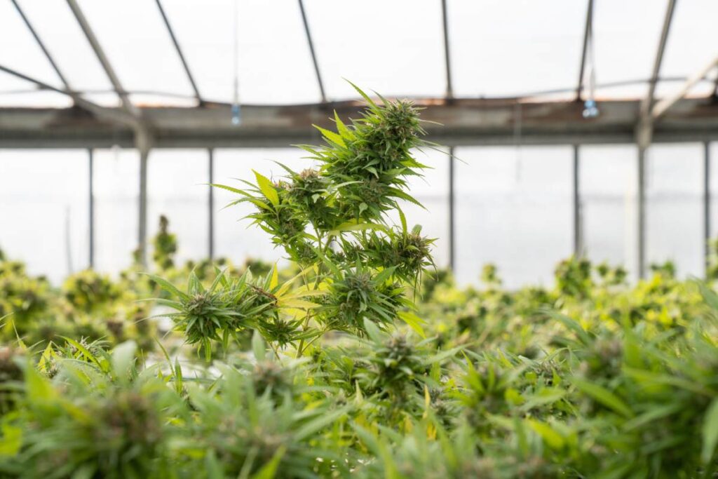 ocultar un cultivo de marihuana en invernadero