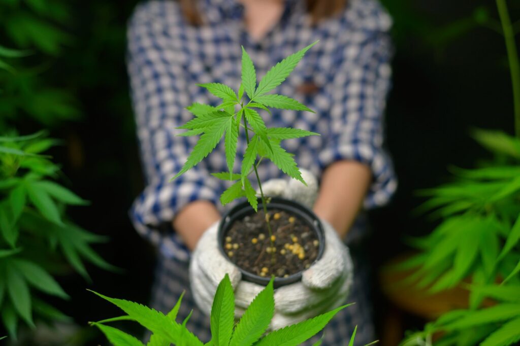 utilizar guano de murciélago para tu cultivo de cannabis