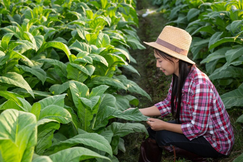 Mujer aprendiendo a cultivar tabaco en el jardin de su casa