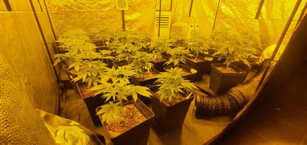 Armario de cultivo interior con plantas de cannabis
