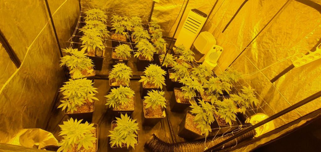 Armario de cultivo con varias planta sde cannabis y sisstema de ventilación