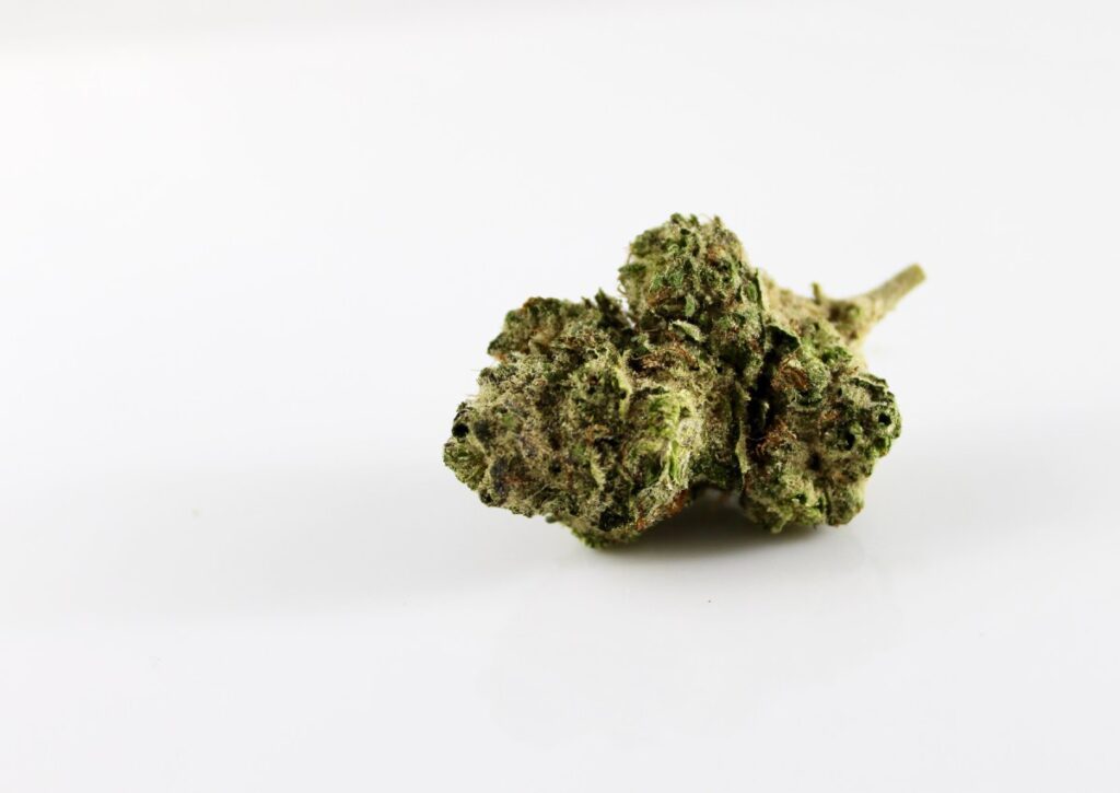 Cogollo de cannabis grande sobre un fondo blanco