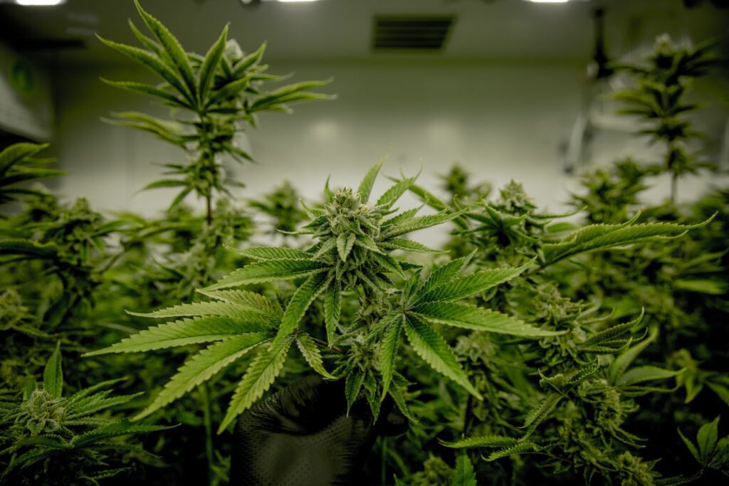 Foto detallada de una planata de cannabis en un cultivo indoor
