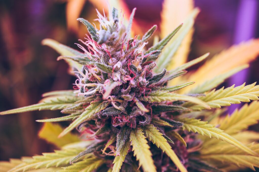 Como estimular la floración del cannabis