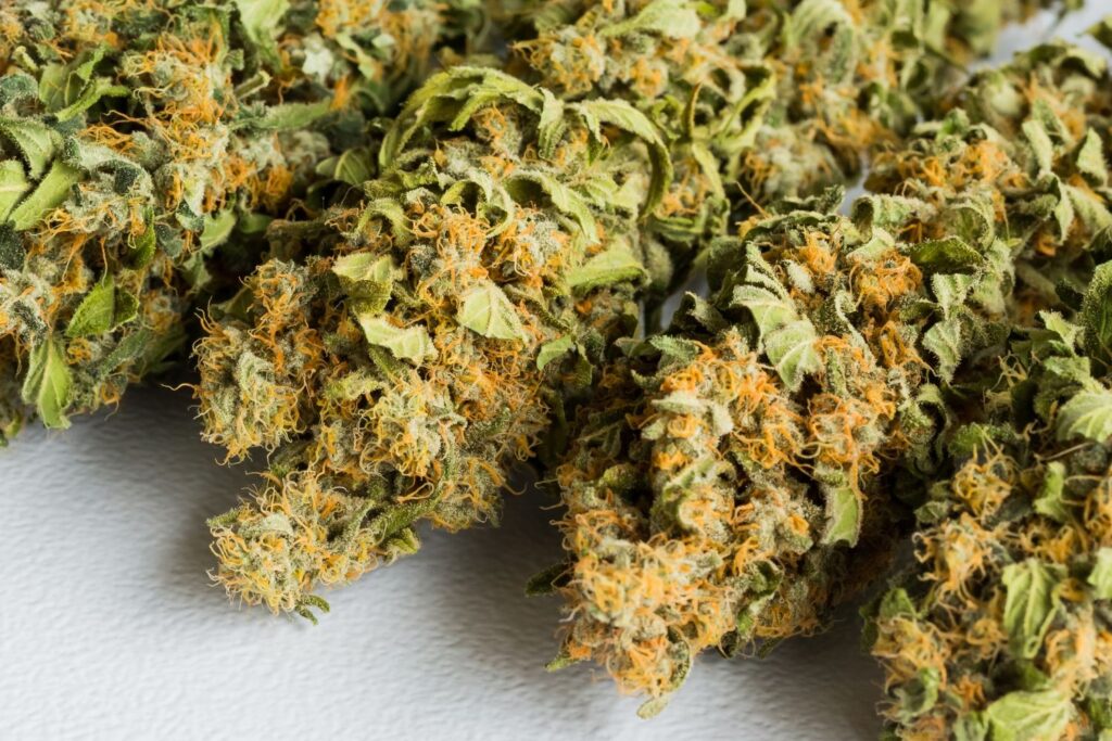 fenotrigo en plantas de cannabis
