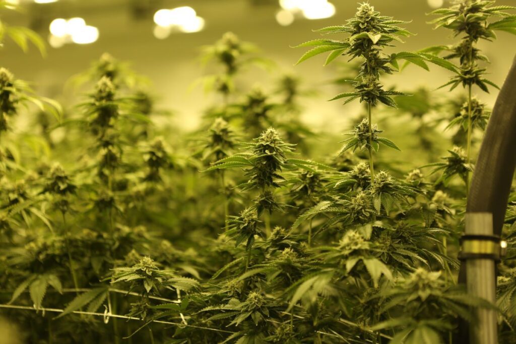 varias plantas de cannabis en un cultivo interior