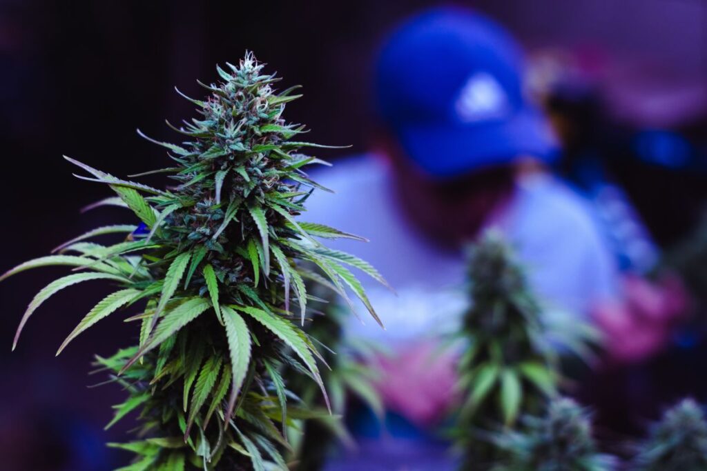 Planta de cannabis reacciando ante una poda FIM
